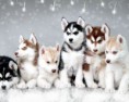 /album/fotogaleria/husky-snow-dogs-free-from-zet-693836-jpg/